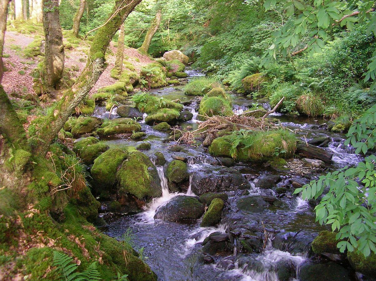 Bed and Breakfast The Dolgoch Bryn-crug Exterior foto